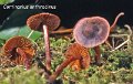Cortinarius anthracinus-amf575